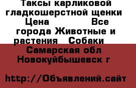 Таксы карликовой гладкошерстной щенки › Цена ­ 20 000 - Все города Животные и растения » Собаки   . Самарская обл.,Новокуйбышевск г.